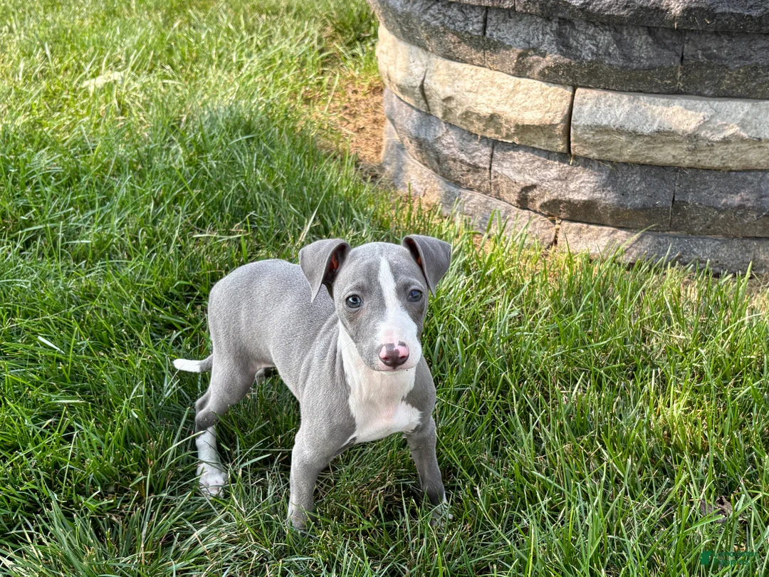Italian Greyhound dogs for sale: Shane - Ad 2