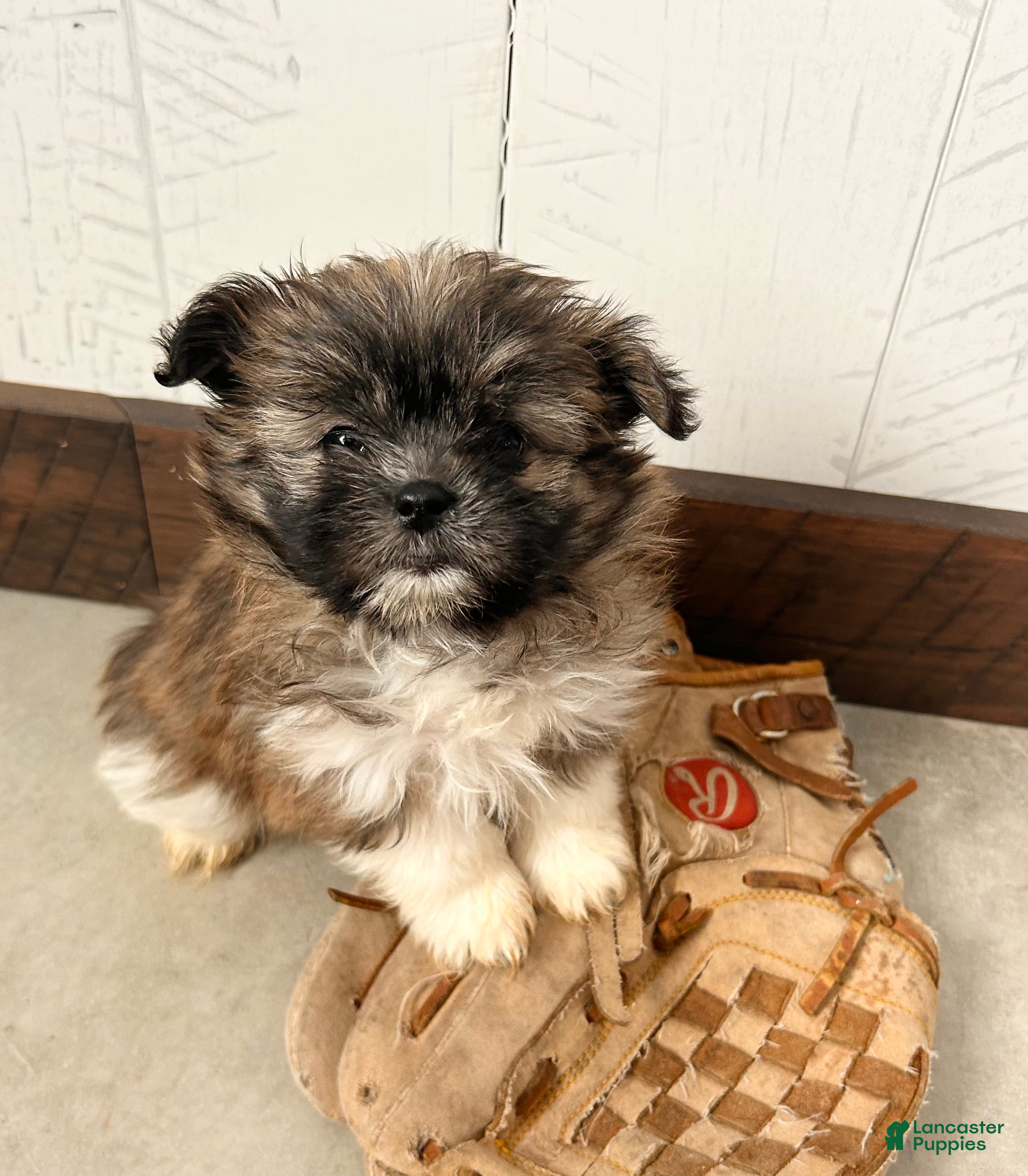 Mixed Breed dogs Gemma - Ad 30