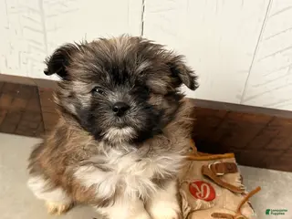 Mixed Breed dogs Gemma - Ad 30