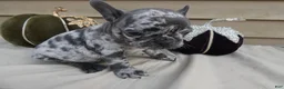 French Bulldog dogs for sale: French Bulldog 5 Princess - Ad 3