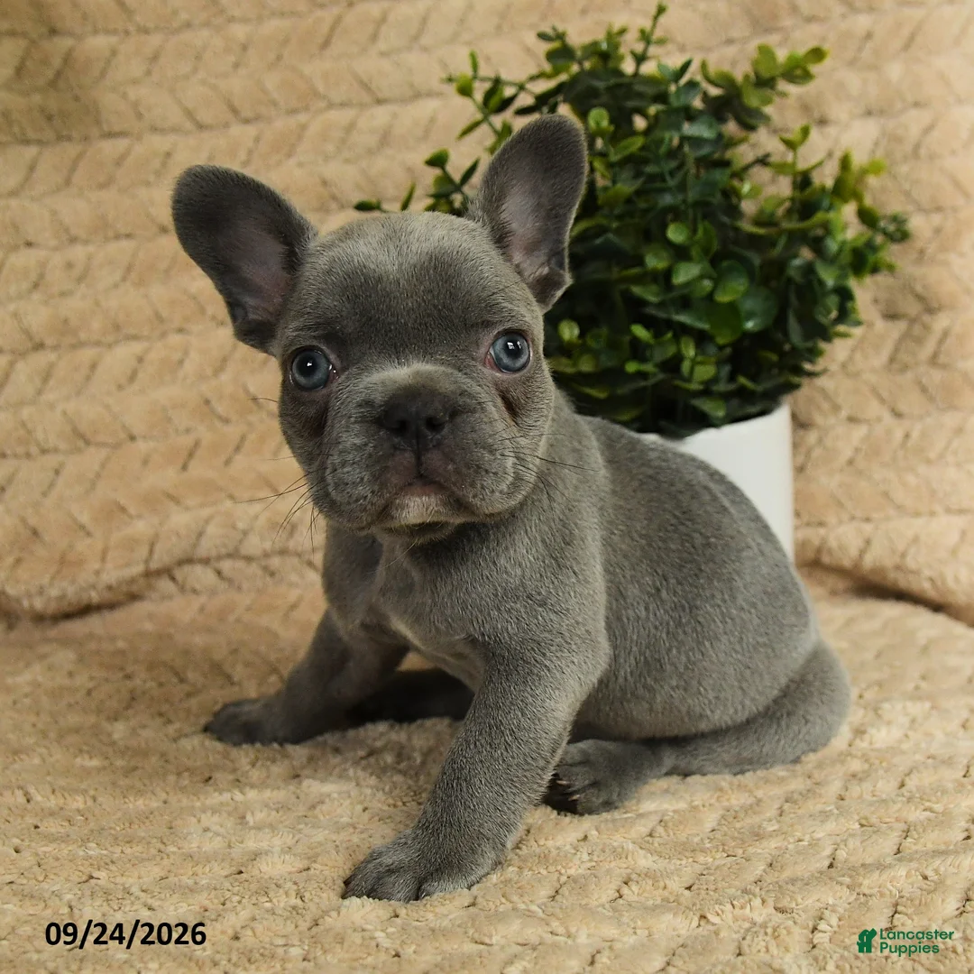 French Bulldog dogs for sale: Grayson - Ad 1