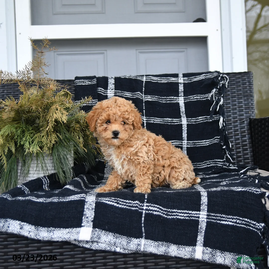 Bichon Frise dogs for sale: Susan - Ad 2