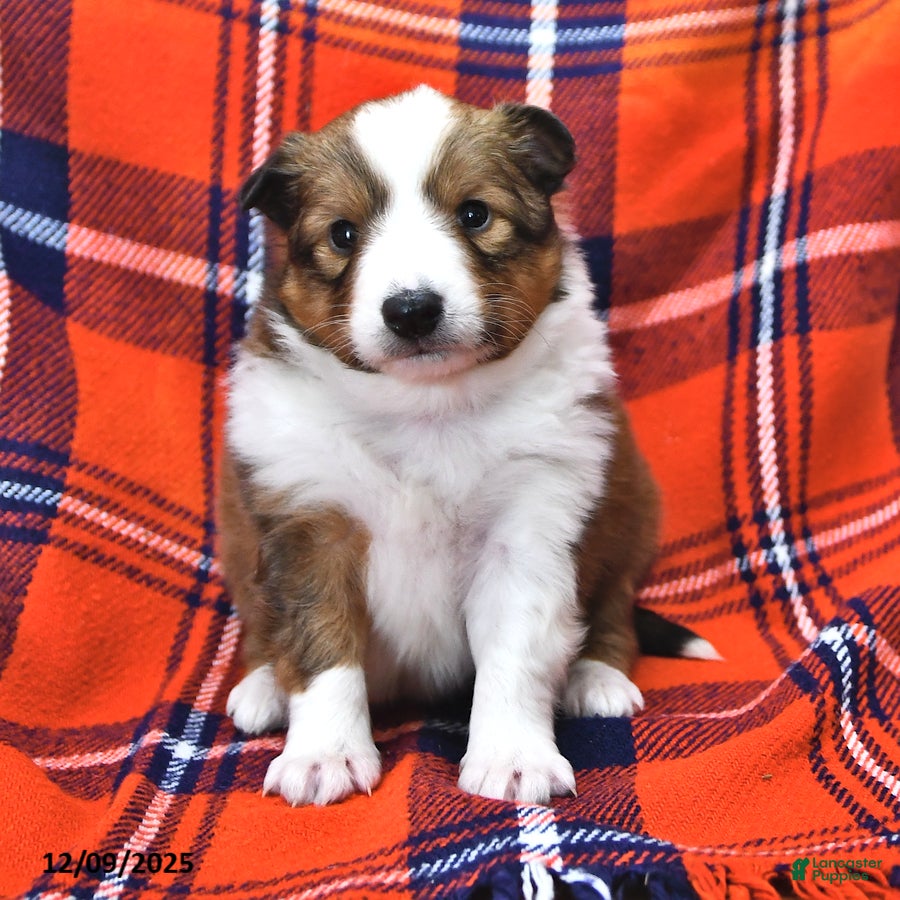 Shetland Sheepdog dogs Miss Carol - Ad 3