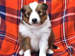 Shetland Sheepdog dogs Miss Carol - Ad 1