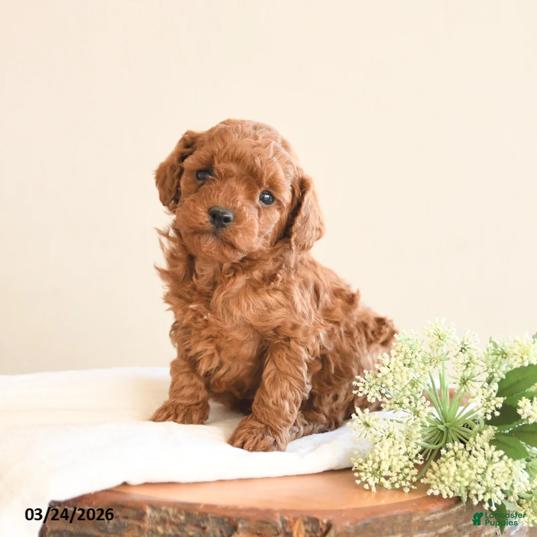 Toy Poodle dogs for sale: Tucker - Ad 1