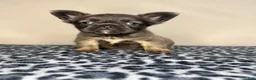 French Bulldog dogs for sale: French Bulldog 1 - Ad 8