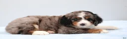 Mini Bernedoodle dogs for sale: Felix  - Ad 11
