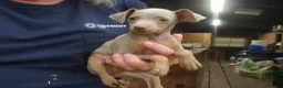 Miniature Pinscher dogs for sale: Tex - Ad 1