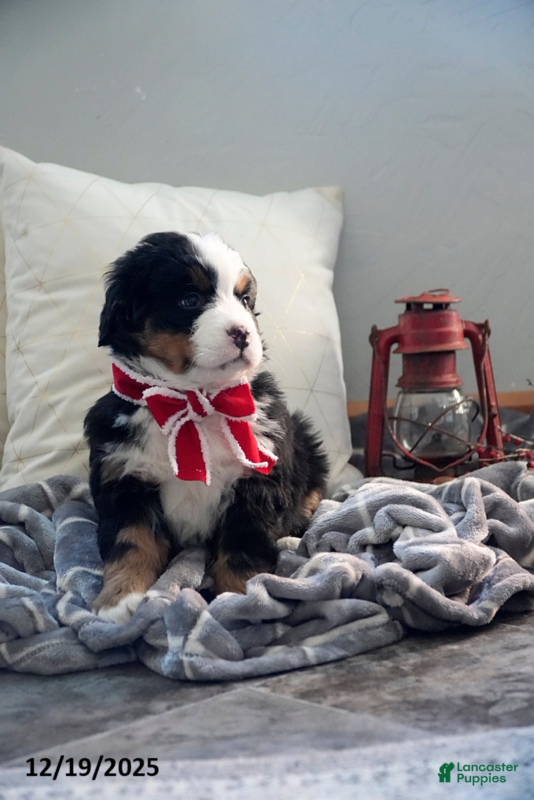Bernese Mountain Dog dogs for sale: Rita - Ad 5