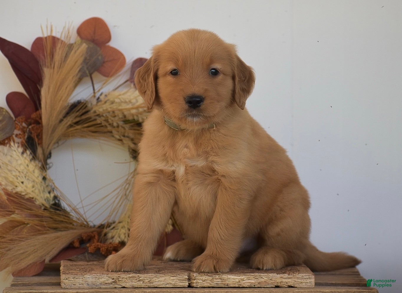 Golden Retriever dogs Kaiden - Ad 1