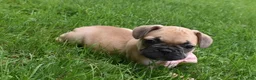 Frug dogs for sale: Monica  - Ad 4