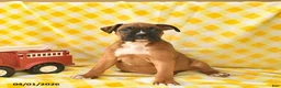 Boxer dogs for sale: Keisha  - Ad 5