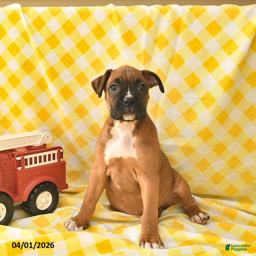 Boxer dogs for sale: Keisha  - Ad 5