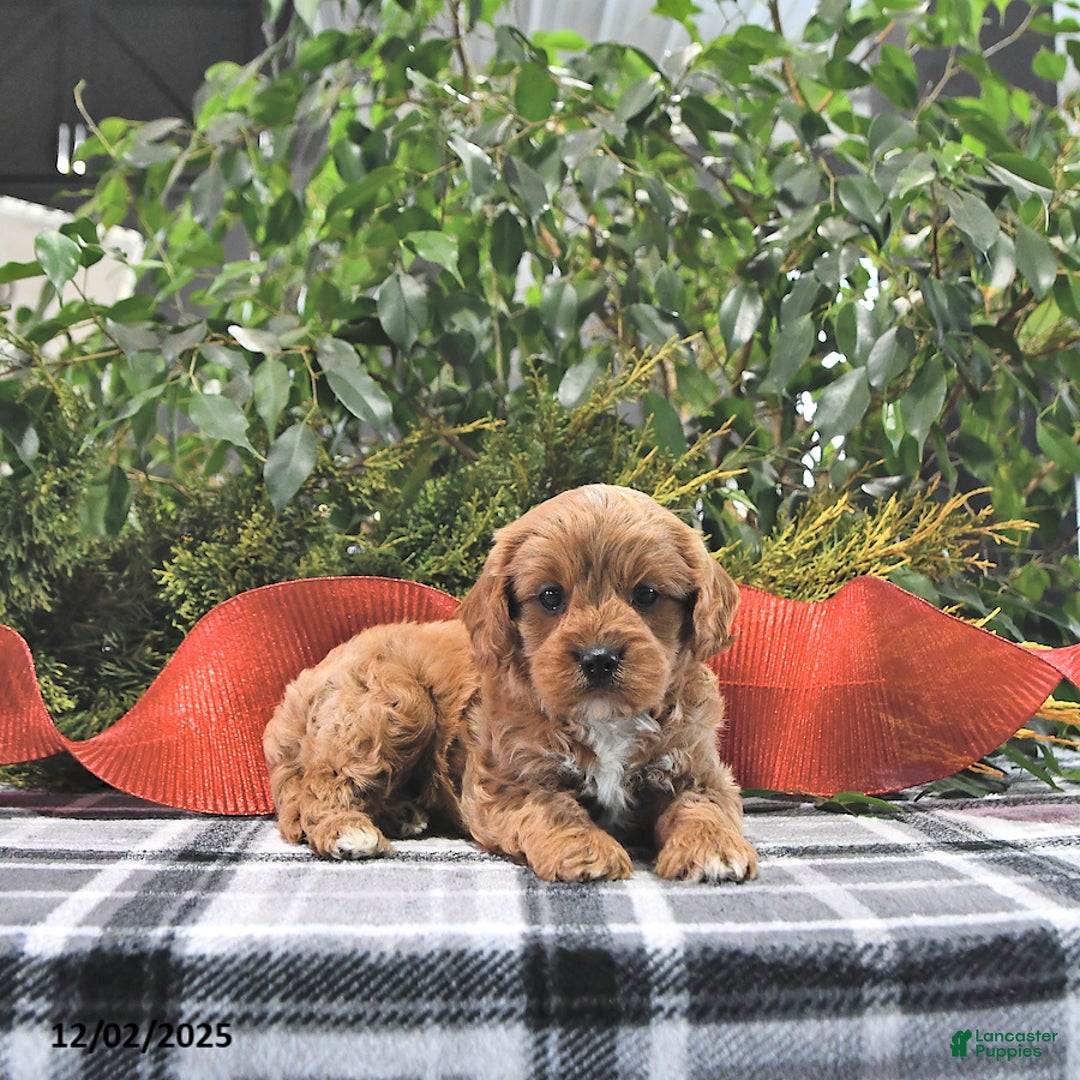 Cavapoo dogs for sale: Cinnamon - Ad 4