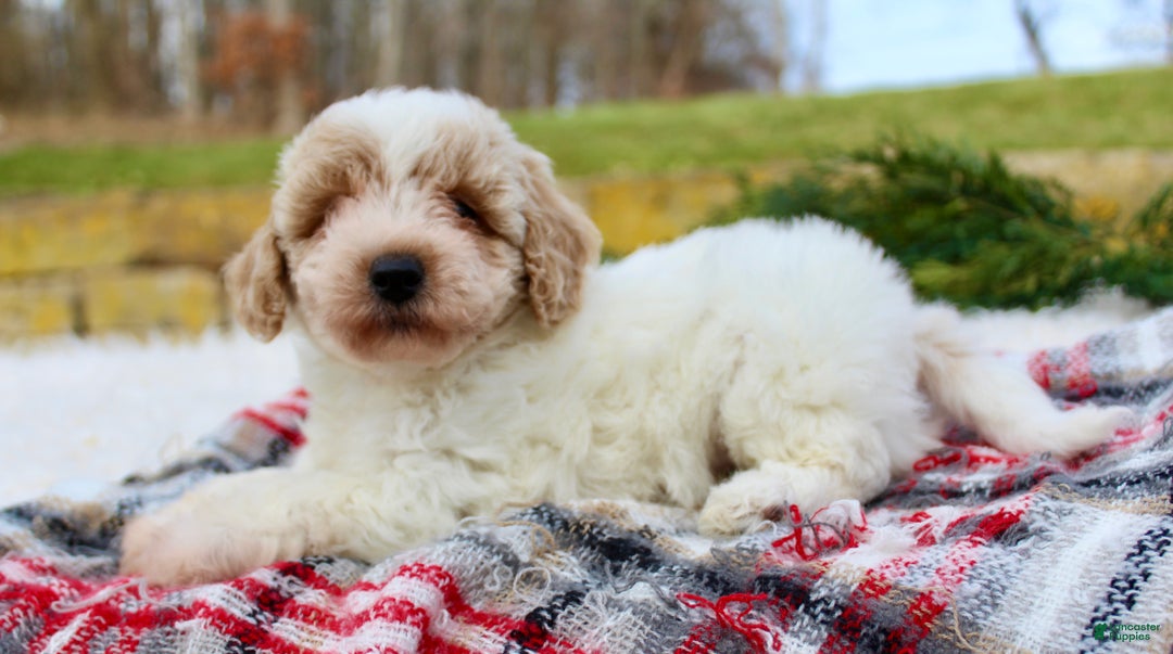 Bichpoo dogs for sale: Bichpoo Puppy 1 - Ad 1