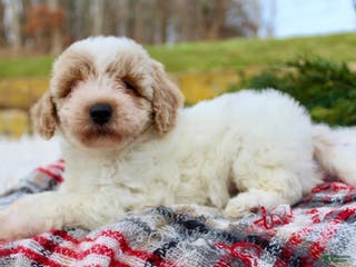 Bichpoo dogs Bichpoo Puppy 1 - Ad 39