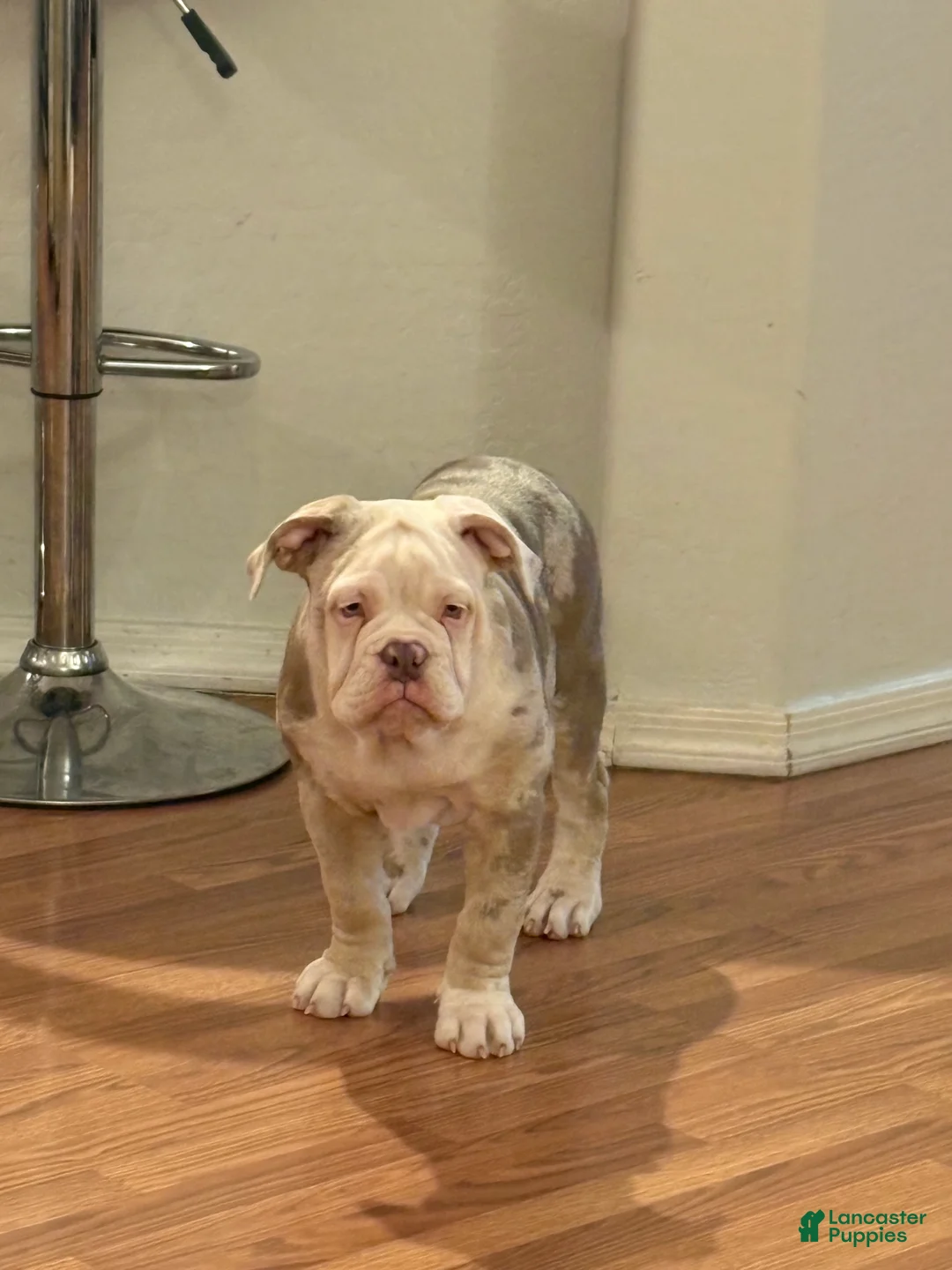 Olde English Bulldogge dogs for sale: Olde English Bulldogge Puppy 1 - Ad 4