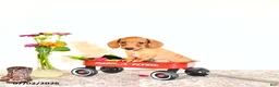 Miniature Dachshund dogs for sale: Shawn  - Ad 10
