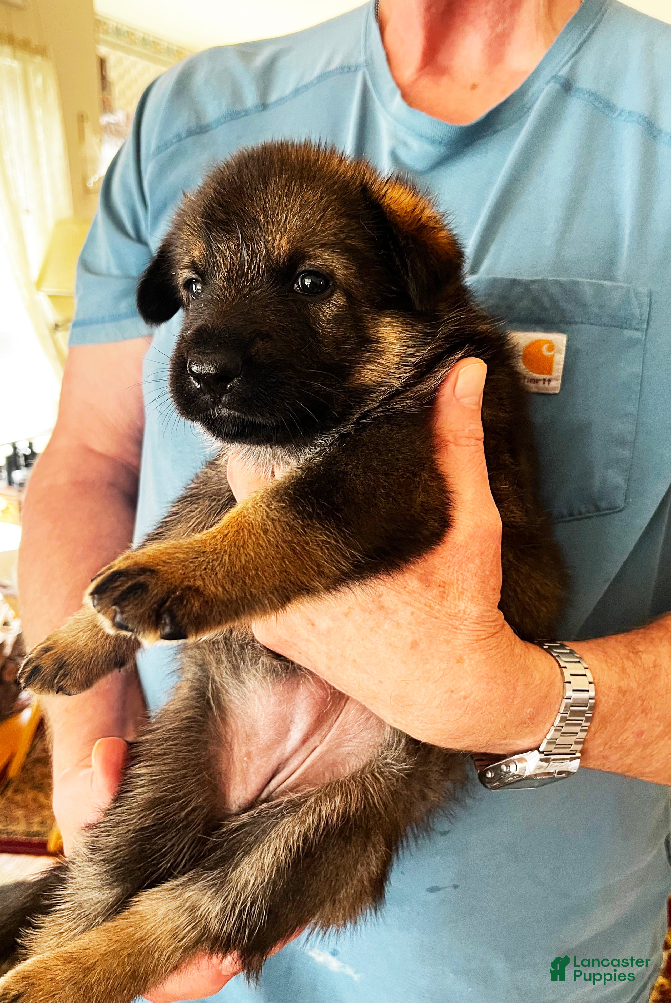 German Shepherd dogs Yellow Girl - Ad 2