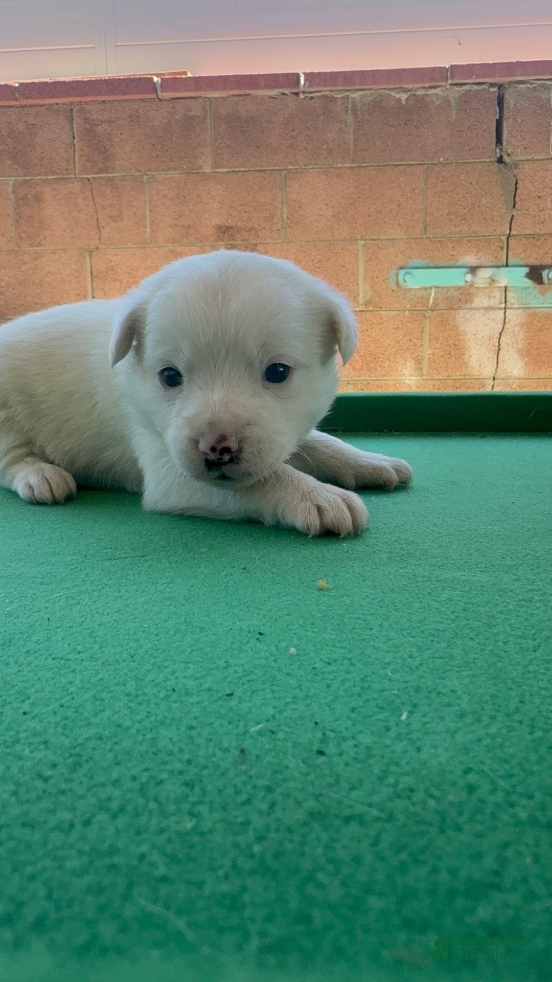 Mixed Breed dogs for sale: Mixed Breed Puppy 4 - Ad 9