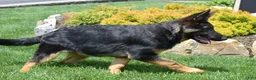 German Shepherd dogs for sale: Diamond - Ad 12