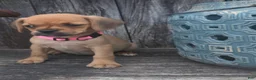 Puggle dogs for sale: Stella - Ad 3