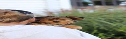 Yorkiepoo dogs for sale: Winston - Ad 15
