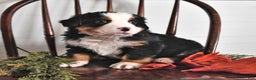 Bernese Mountain Dog dogs for sale: Jane - Ad 3