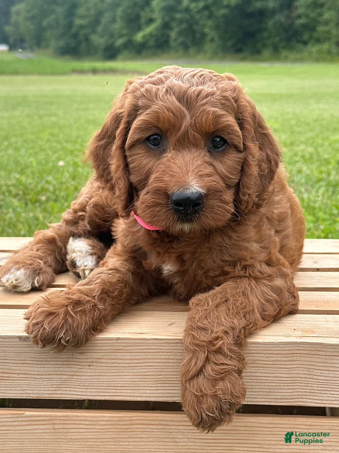 Irish Doodle dogs for sale: Oakley - Ad 2