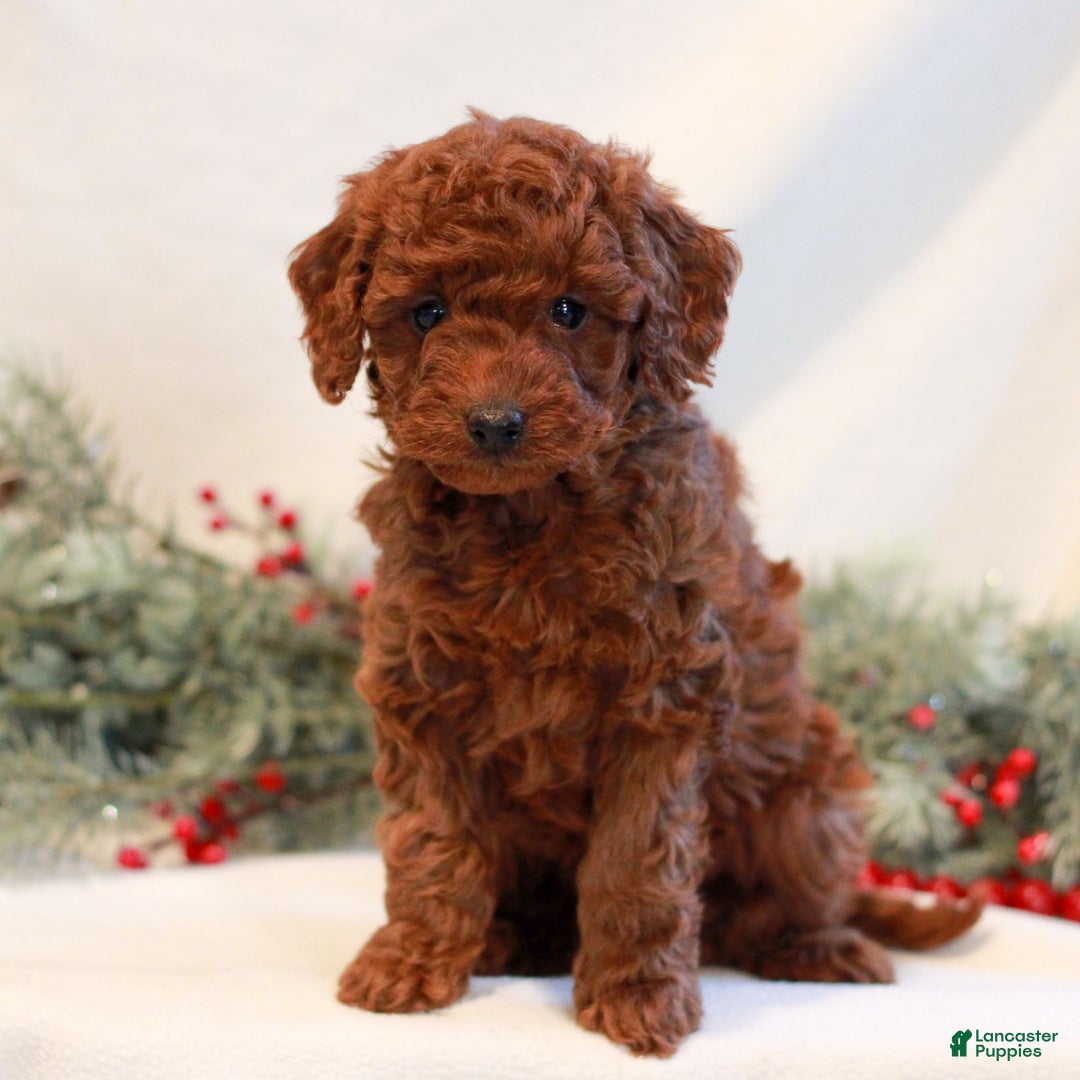 Mini Goldendoodle dogs for sale: Felicity  - Ad 1