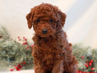 Mini Goldendoodle dogs Felicity - Ad 42