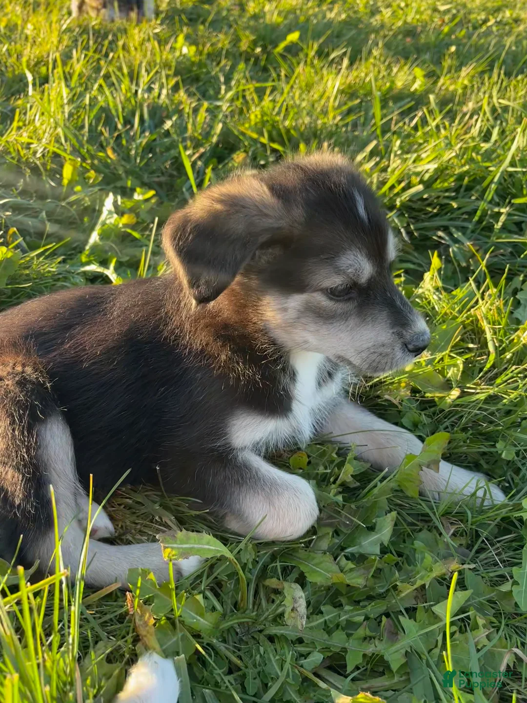 Huskipoo dogs for sale: Rover  - Ad 2