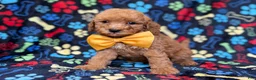 Cavapoo dogs for sale: Lane - Ad 6