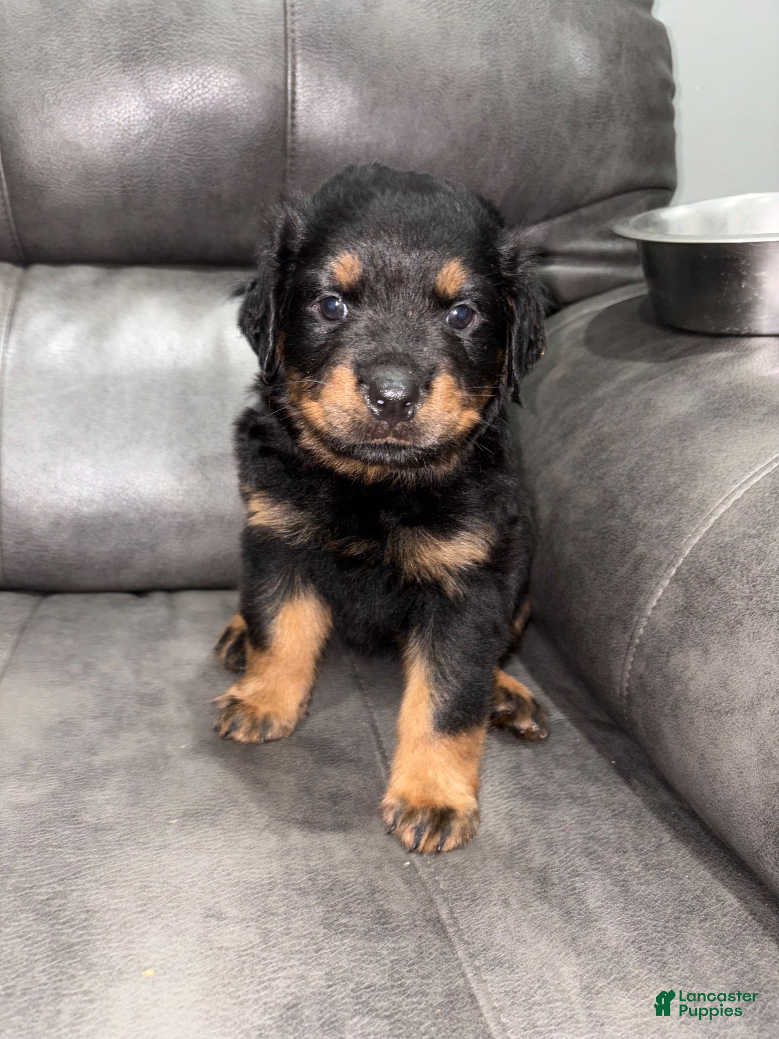 Rottweiler dogs Rottweiler 1 - Ad 2