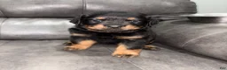 Rottweiler dogs for sale: Rottweiler 1 - Ad 2