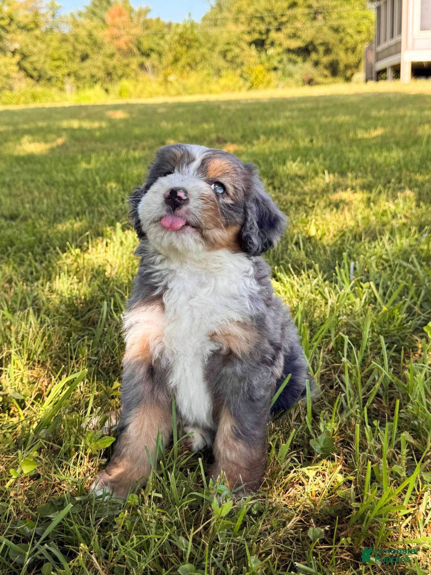 Bernedoodle dogs Mopsy - Ad 1