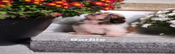 Shih Tzu dogs for sale: Barbie  - Ad 8