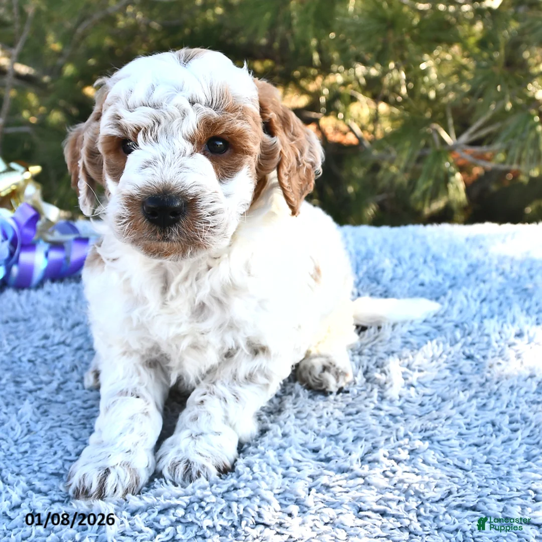 Mini Goldendoodle dogs for sale: Captain - Ad 9