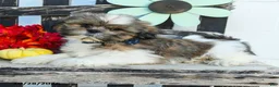 Shih Tzu dogs for sale: Mason - Ad 4