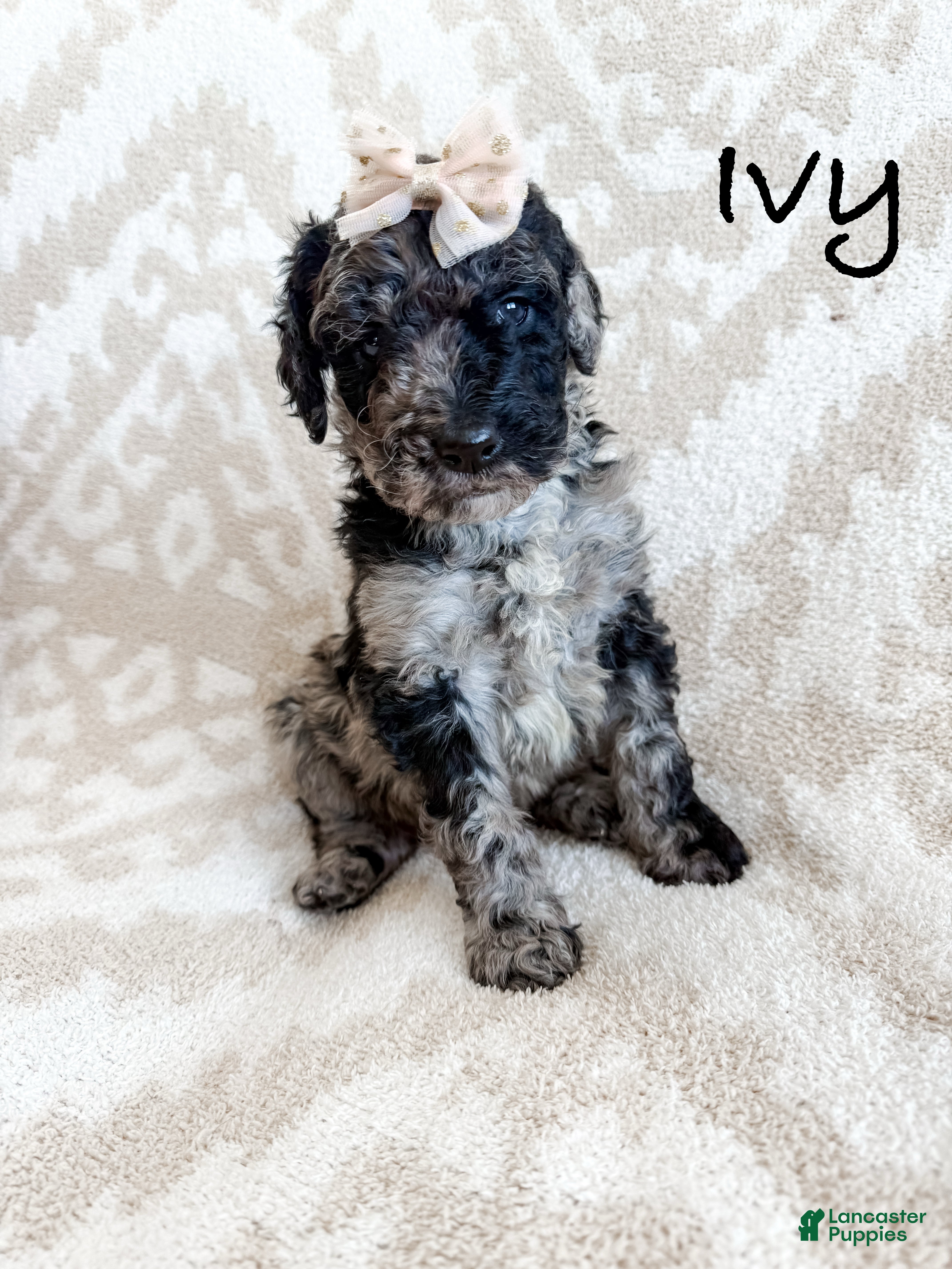 Goldendoodle dogs Ivy - Ad 1