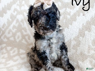 Goldendoodle dogs Ivy - Ad 1