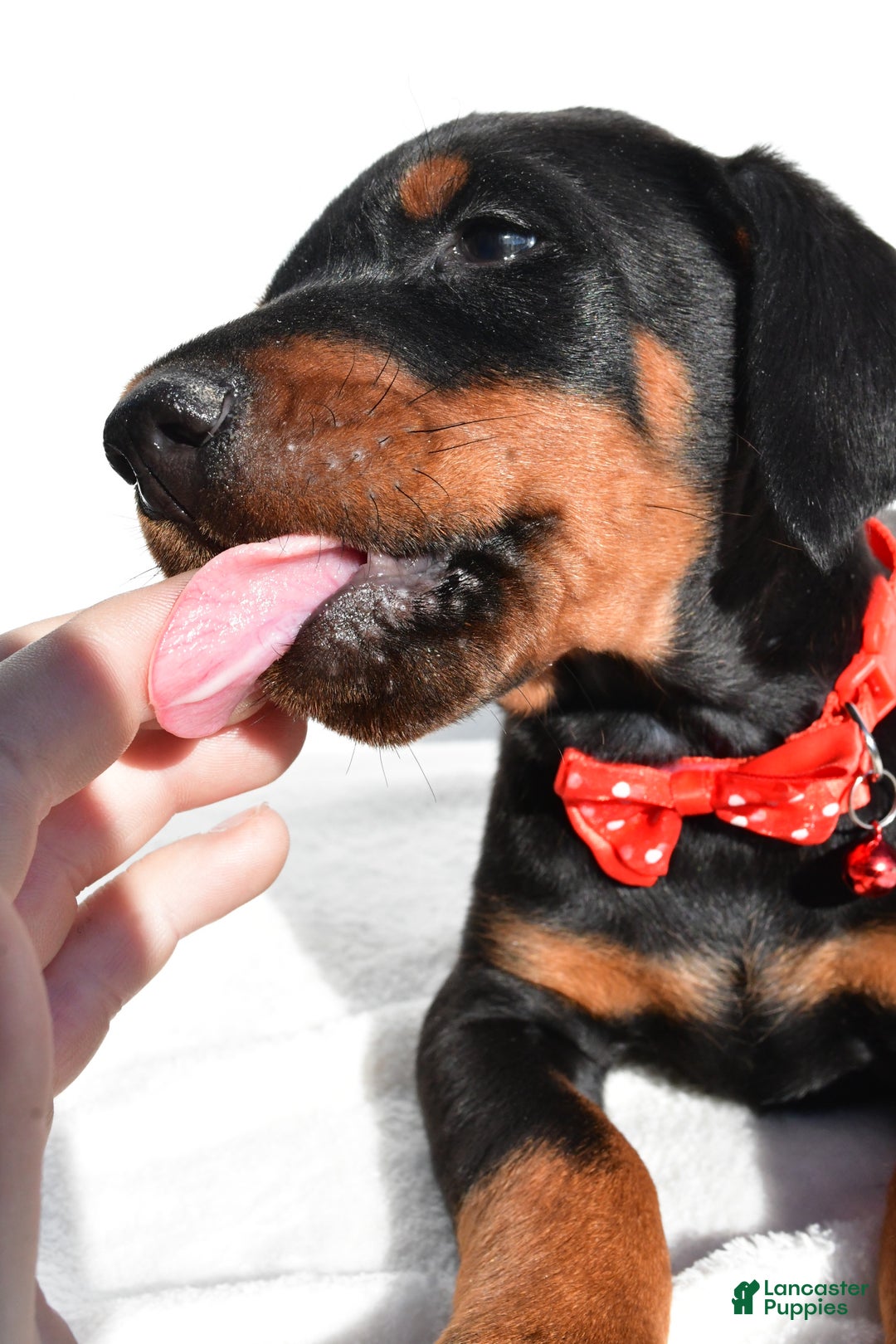 Doberman Pinscher dogs for sale: Lacey - Ad 11