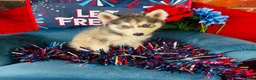Siberian Husky dogs for sale: Lotus - Ad 2