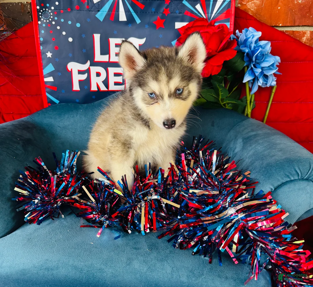 Siberian Husky dogs for sale: Lotus - Ad 2