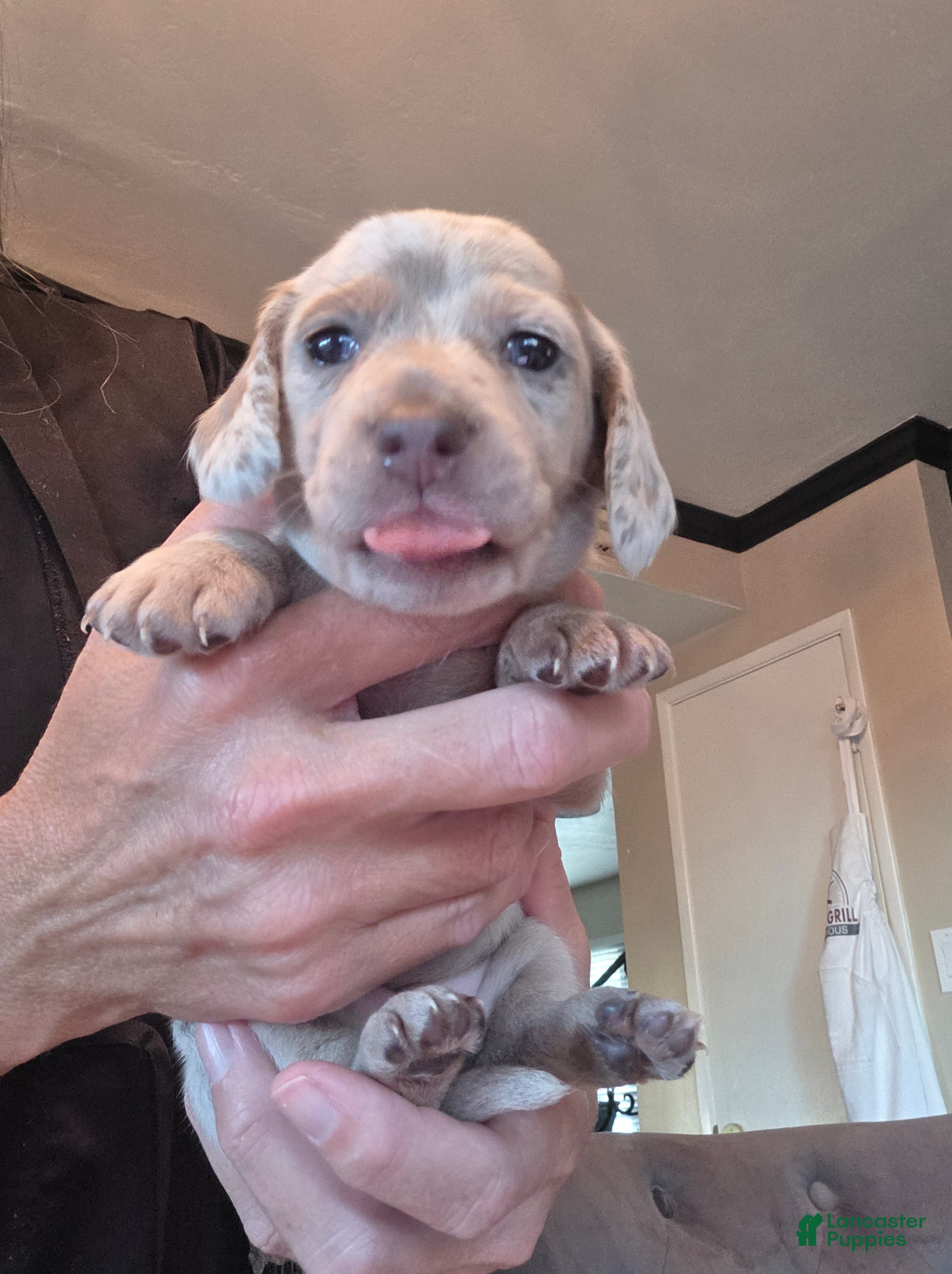 Miniature Dachshund dogs Miniature Dachshund- Princess - Ad 2