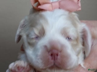 Cocker Spaniel dogs Cocker Spaniel Puppy 1 - Ad 2