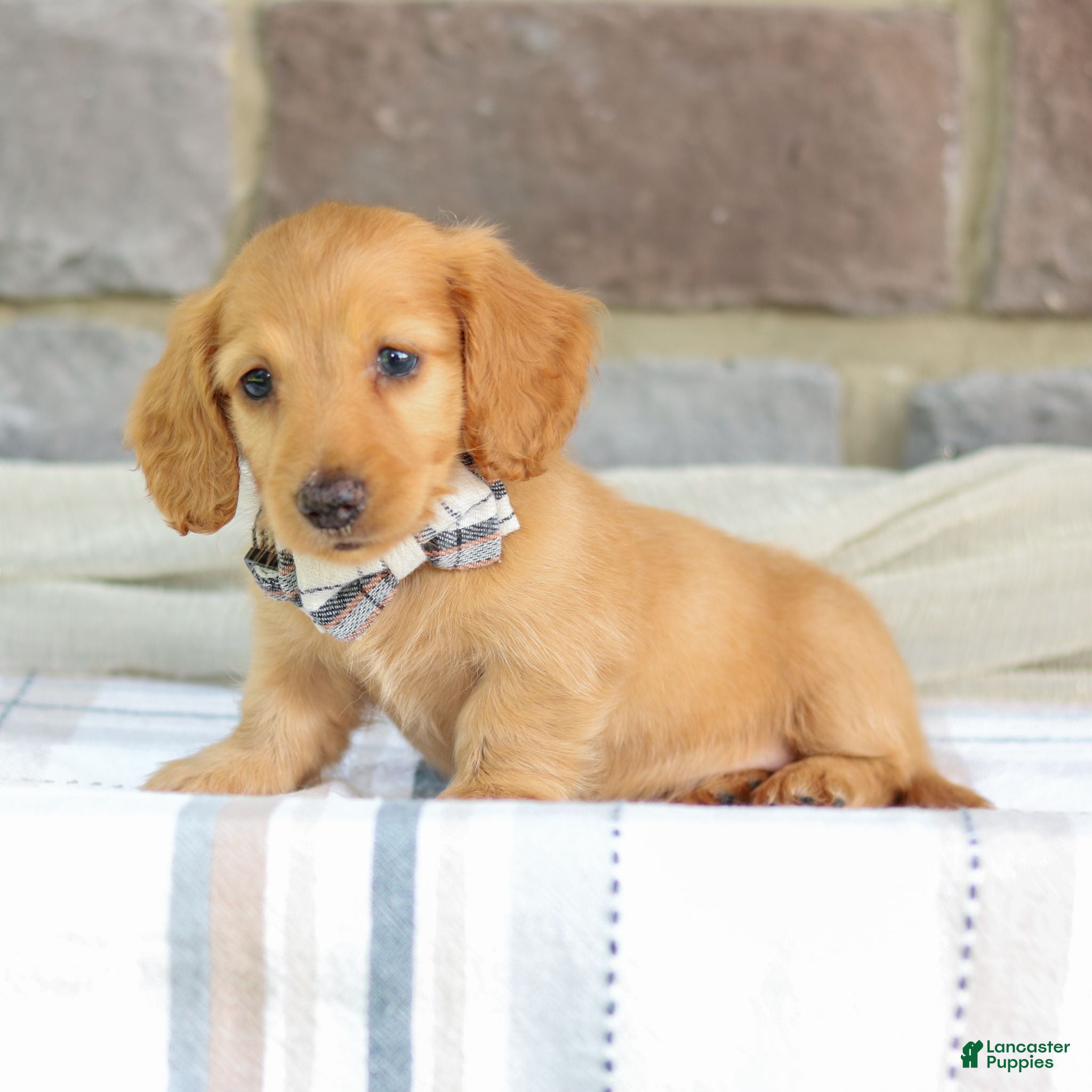Miniature Dachshund dogs Miniature Dachshund 1 - Ad 2