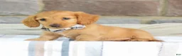 Miniature Dachshund dogs for sale: Ollie - Ad 2