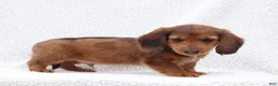 Miniature Dachshund dogs for sale: Paxter - Ad 4