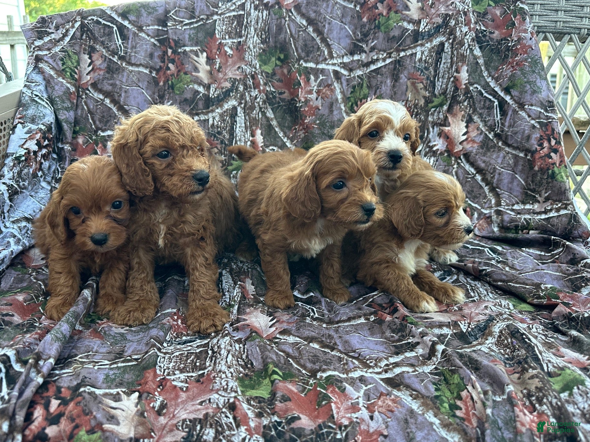 Cavapoo dogs Cavapoo 3 - Ad 2